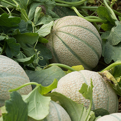 Sommeranbau: cantaloup Melonen