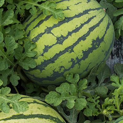 Sommeranbau: Wassermelonen