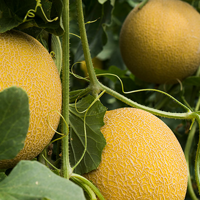 Cultivos de verano: melón galia