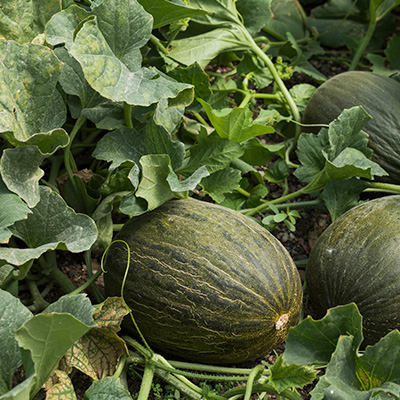 Sommeranbau: Piel de sapo Melonen