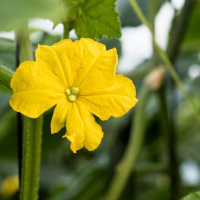 Flor de pepino