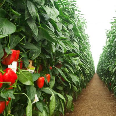 Plantación de pimientos