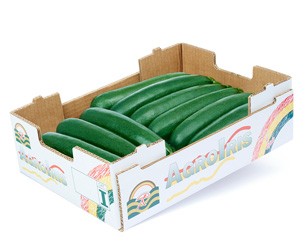 Zucchini